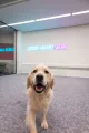 Hond op het werk